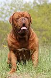 DOGUE DE BORDEAUX 005